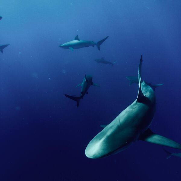 why-shark-finning-puts-ocean-water-quality-at-risk